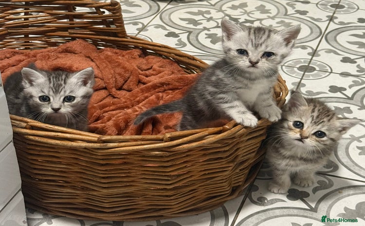 Persian cats - Advert 1