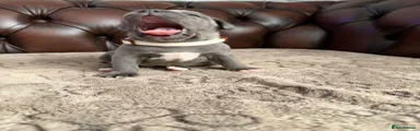 Staffordshire Bull Terrier 5