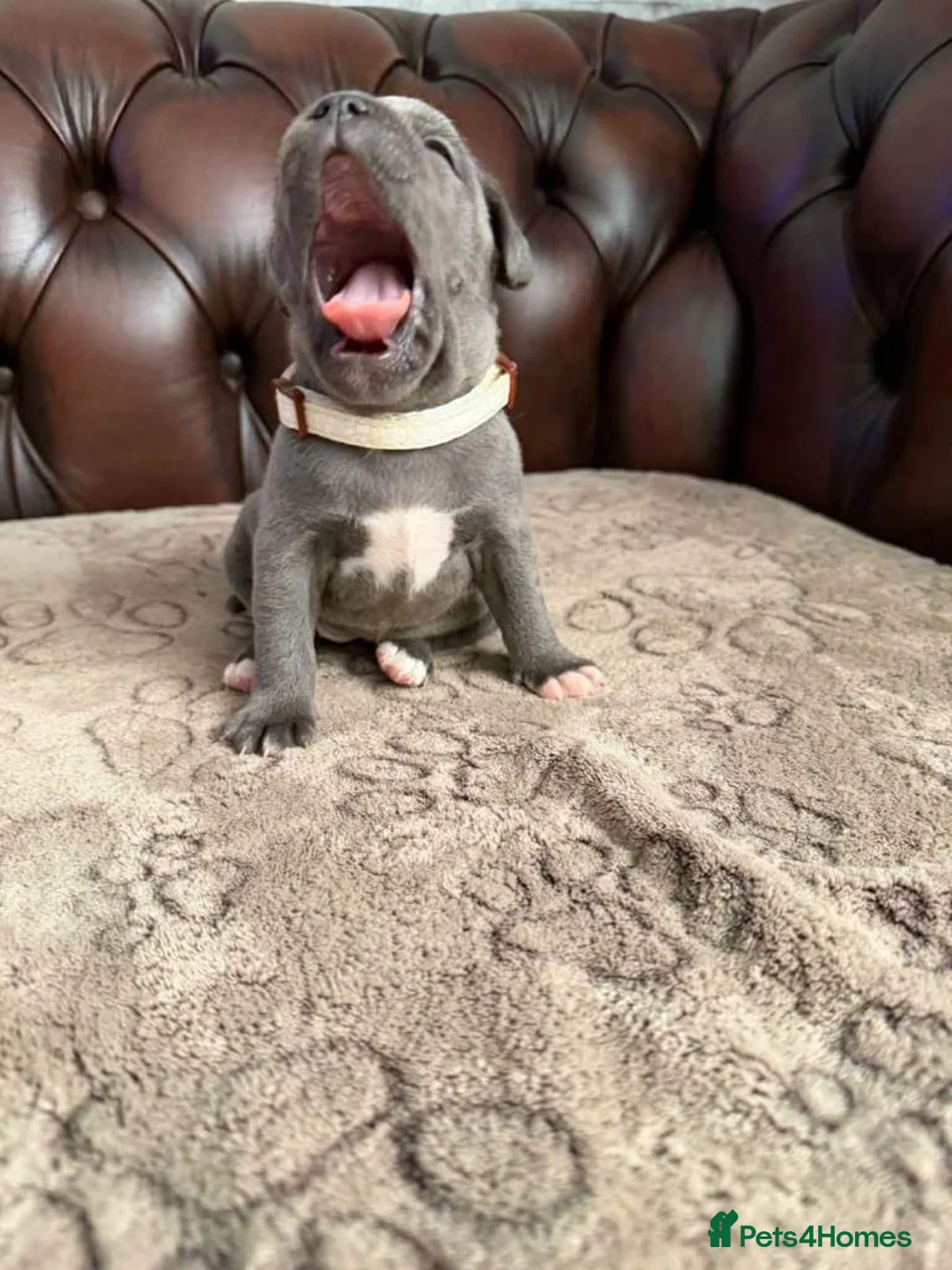 Staffordshire Bull Terrier dogs for sale: Staffordshire Bull Terrier puppies for sale  in Leeds - Advert 2