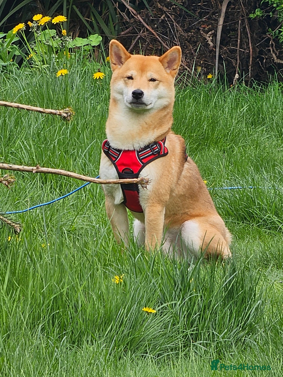 Japanese Shiba Inu dogs for stud: Proven, KC Registered, Shiba Inu Stud in Dewsbury - Image 1