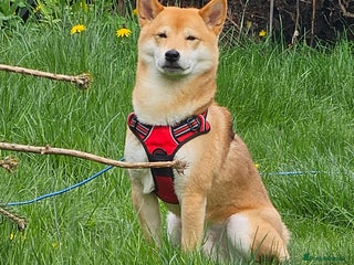 Japanese Shiba Inu dogs in Dewsbury - Advert 25