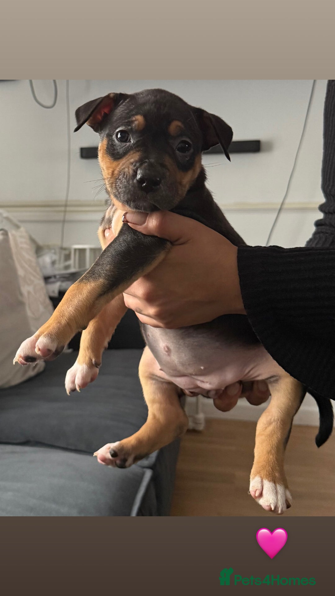 American Bully dogs for sale: 3 furbabies left ! ABKC Classic American Bullys - Advert 6