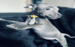 Staffordshire Bull Terrier dogs for sale: Blue Staffordshire bull terrier puppies  - Image 8