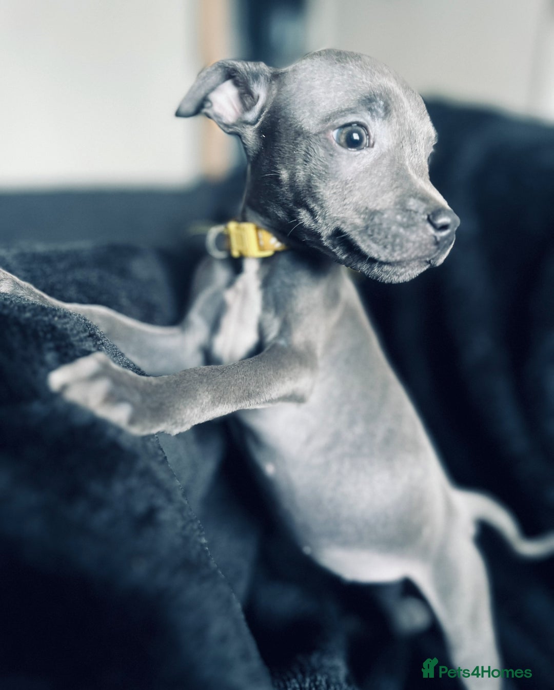 Staffordshire Bull Terrier dogs for sale: Blue Staffordshire bull terrier puppies  - Image 8