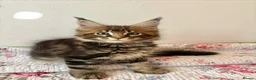 Maine Coon cats for sale: Full Maine Coon Kittens - Advert 19