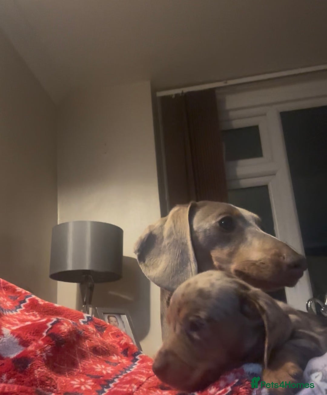 Miniature Dachshund dogs for sale: Miniature daushand  - Advert 1