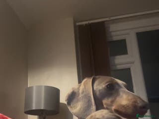 Miniature Dachshund dogs Miniature daushand - Advert 11