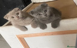 Scottish Fold cats for sale: Scottish fold kittens - Image 13