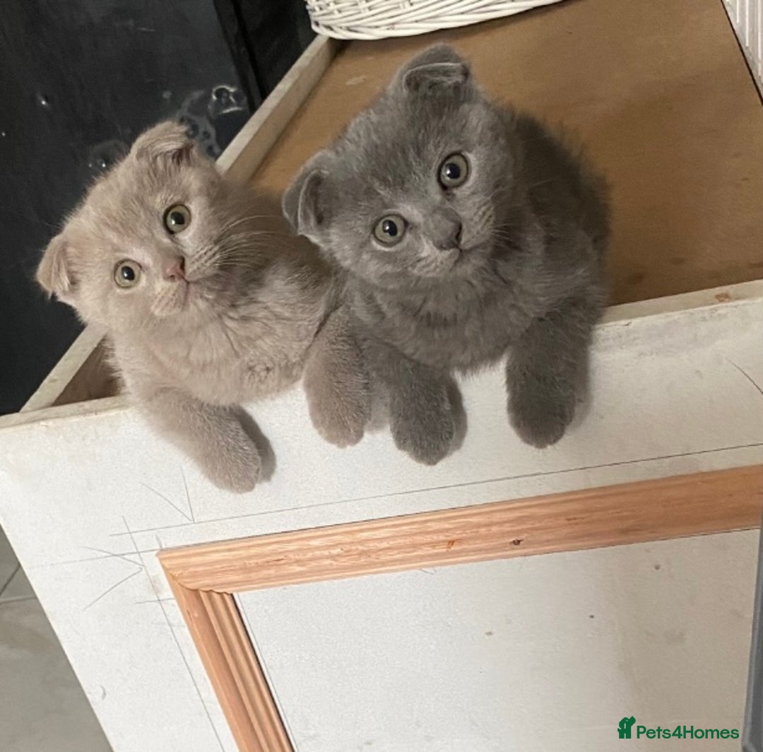 Scottish Fold cats for sale: Scottish fold kittens - Image 13