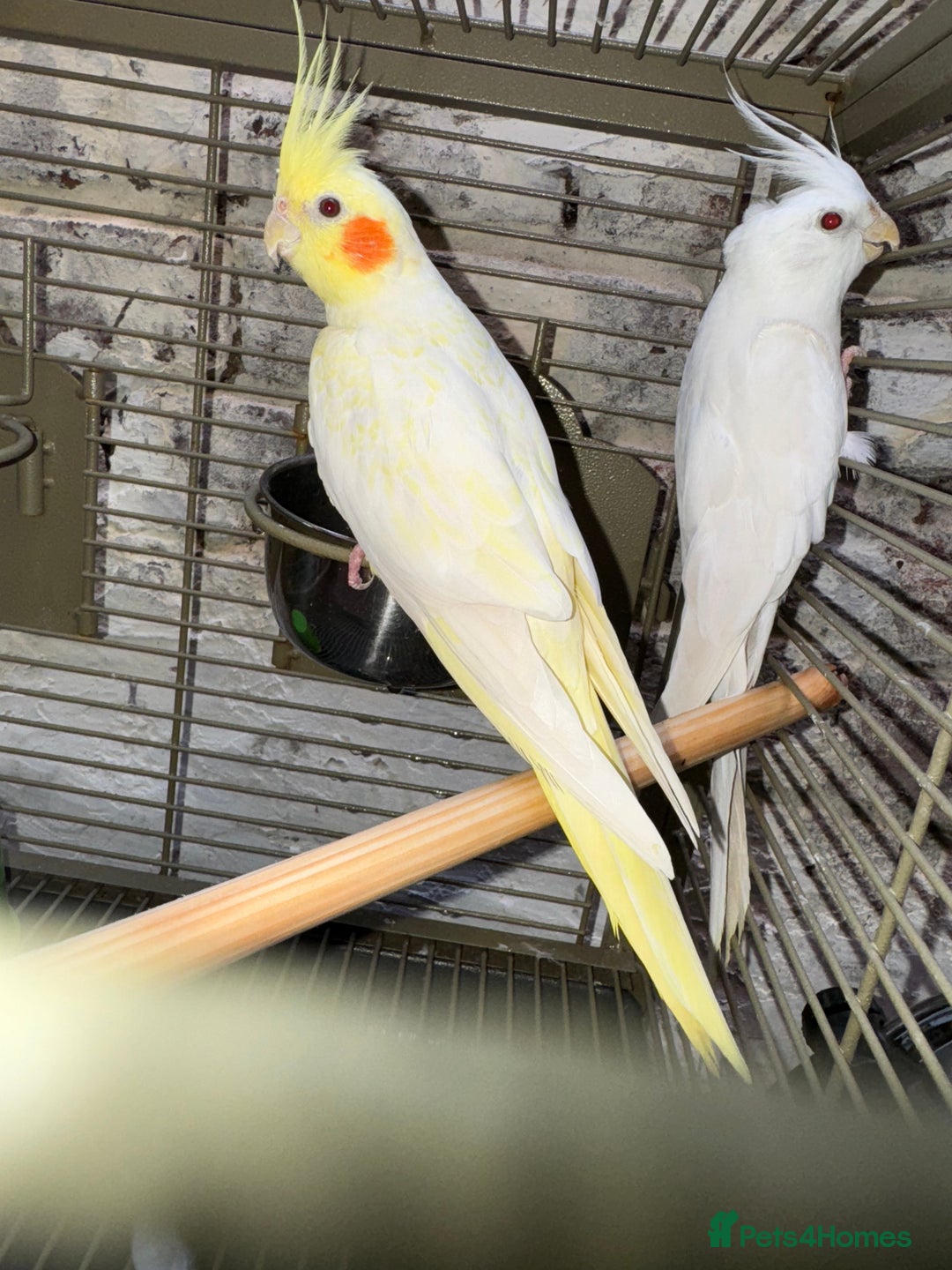 Cockatiels birds for sale:  Cockatiel pair - Advert 2