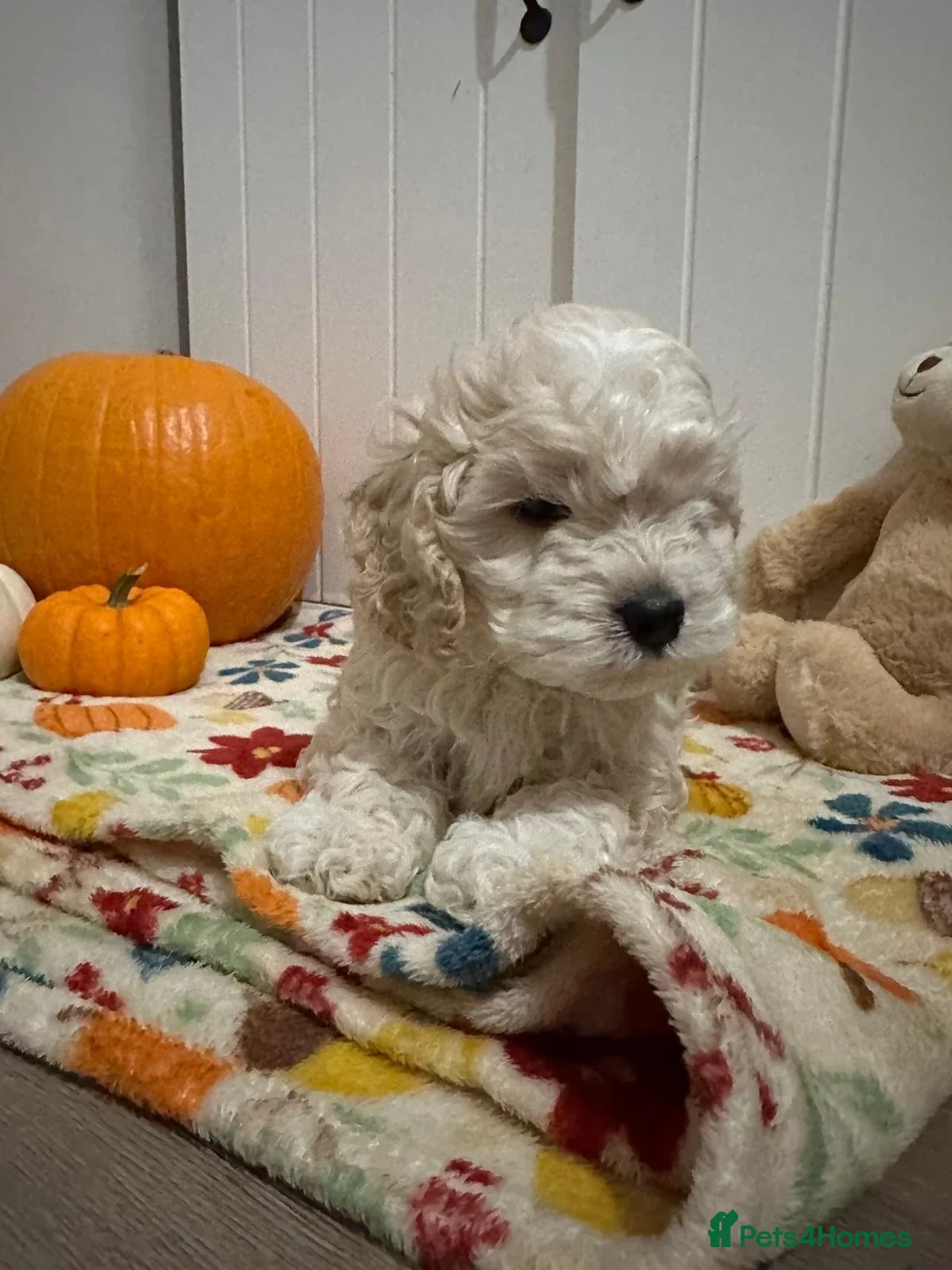 Mixed Breed dogs for sale: Silky Cocker Boy  - Advert 9