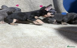 French Bulldog dogs for sale: Beautiful French bulldog puppies  - Image 8