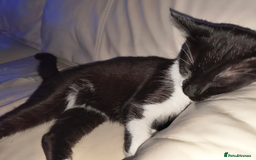 Mixed Breed cats for sale: 7 months old Tom Cat  - Image 1