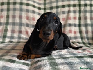Miniature Dachshund dogs - Advert 24