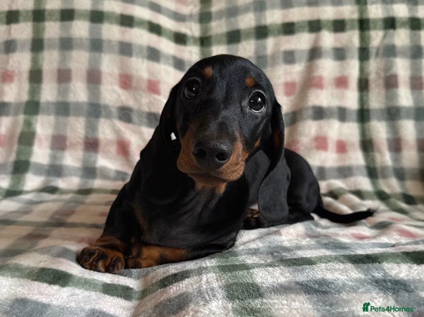 Miniature Dachshund dogs - Advert 11