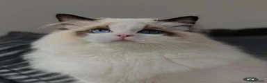 Ragdoll 1