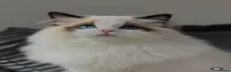 Ragdoll cats for sale: Stunning Seal Point Bicolour Ragdoll  - Advert 17