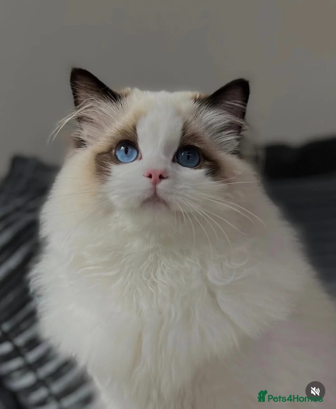 Ragdoll cats for sale: Stunning Seal Point Bicolour Ragdoll  - Advert 17
