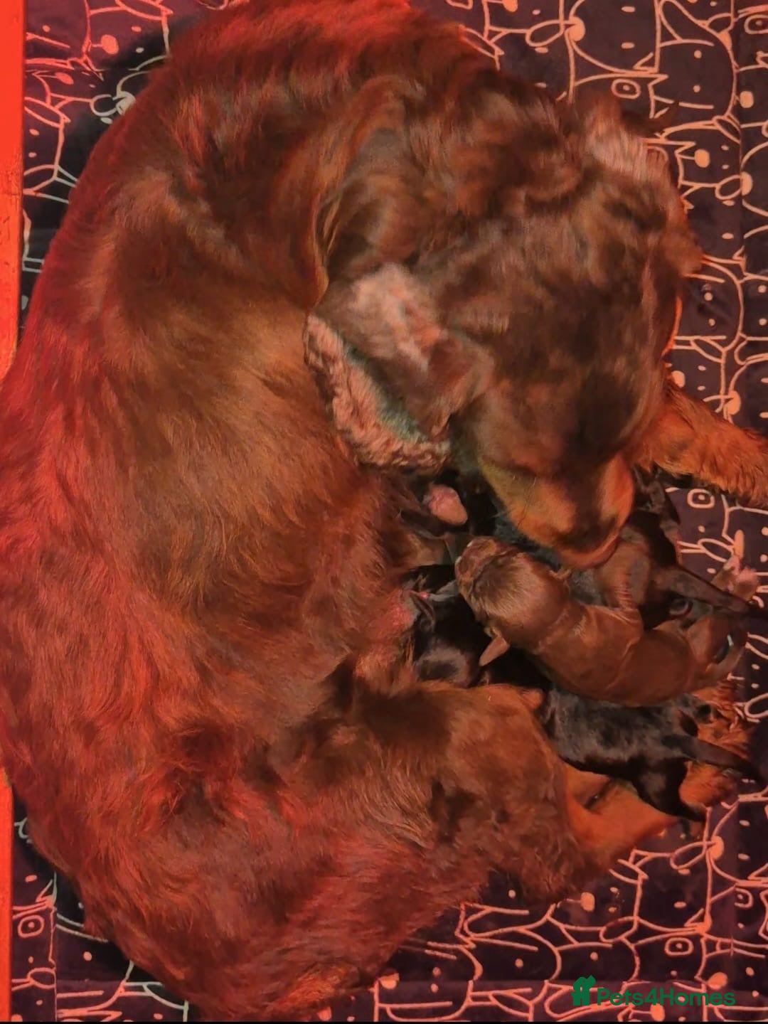 Cocker Spaniel dogs for sale: Kc registered puppies field trial pedigree - Image 3