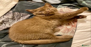 British Shorthair cats - Advert 13