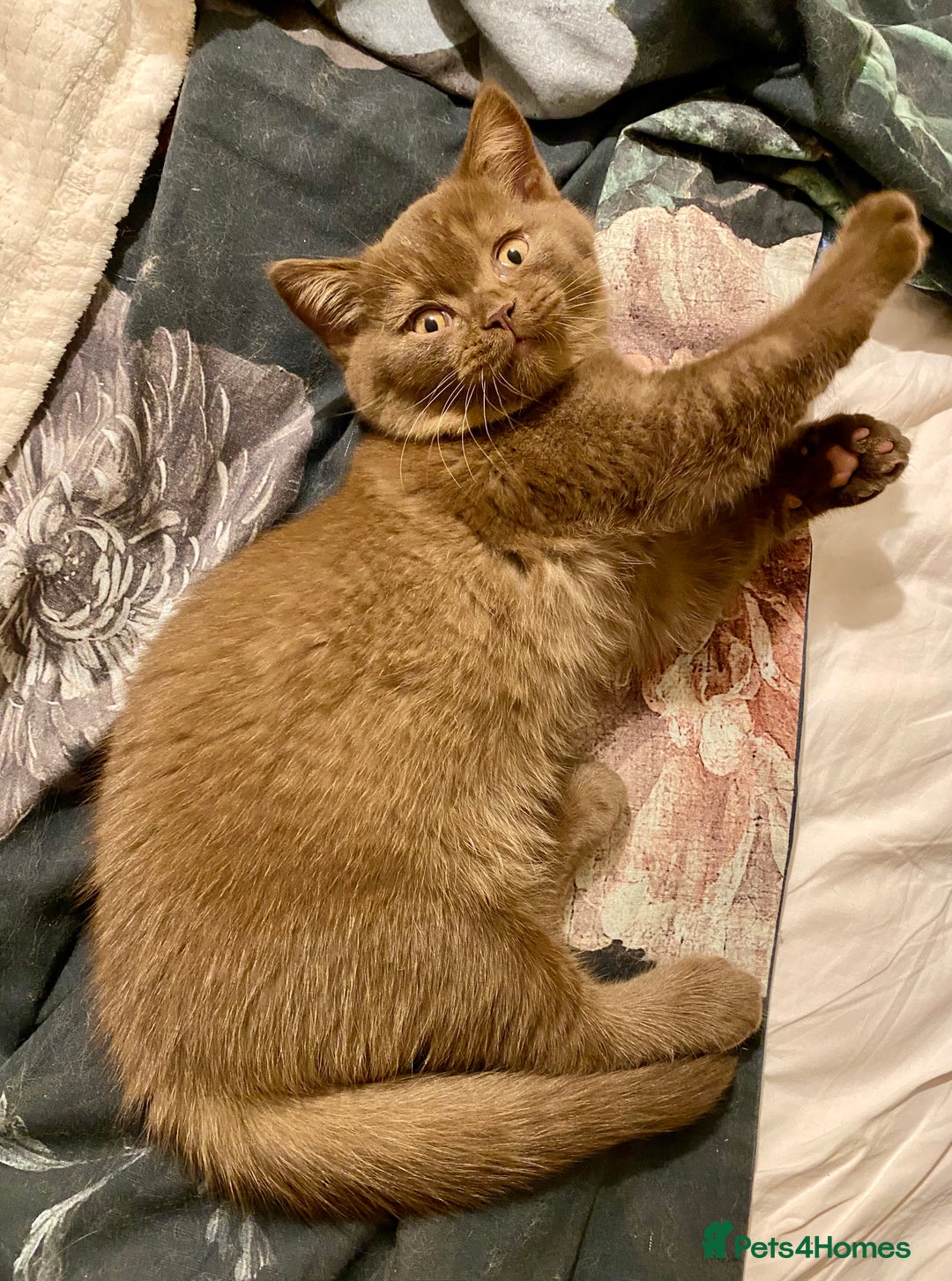 British Shorthair cats for sale: Champion line kittens  - Advert 4