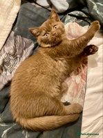 British Shorthair cats - Advert 13