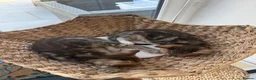 Mixed Breed cats for sale: Beautiful Tabby Kittens - Advert 5