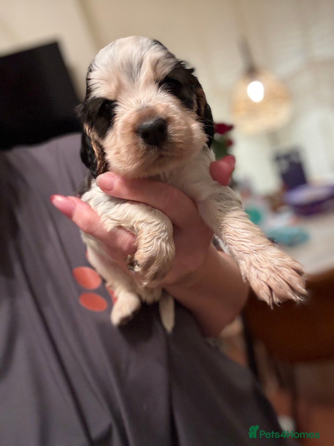 Cocker Spaniel dogs for sale: Quality kc show type cocker spaniels - Advert 23