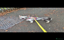 French Bulldog dogs for stud: Koi frenchie carrying fluffy and rojo - Advert 3