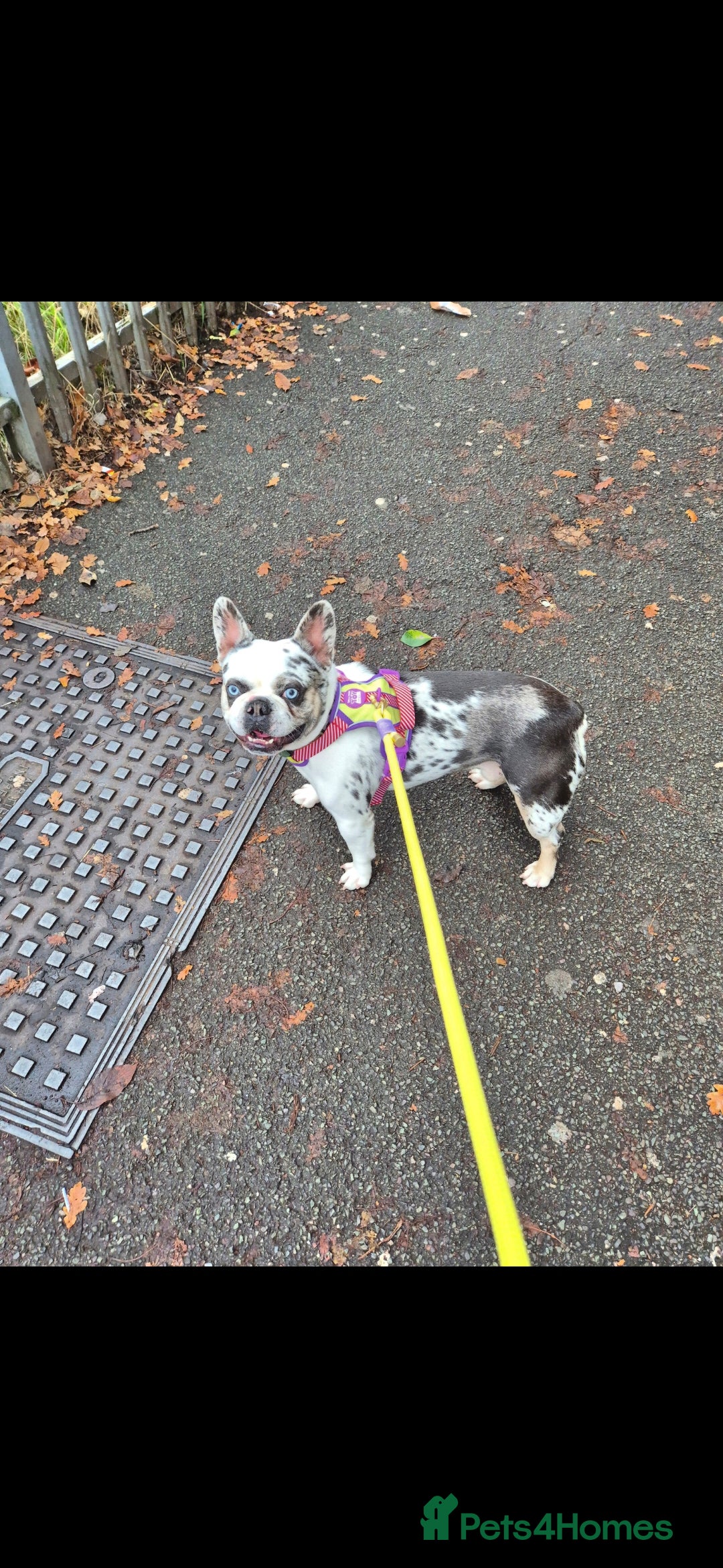 French Bulldog dogs for stud: Koi frenchie carrying fluffy and rojo - Advert 3