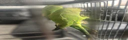 Parrots birds for sale: Indian Ringneck Parrots Pair - Advert 5