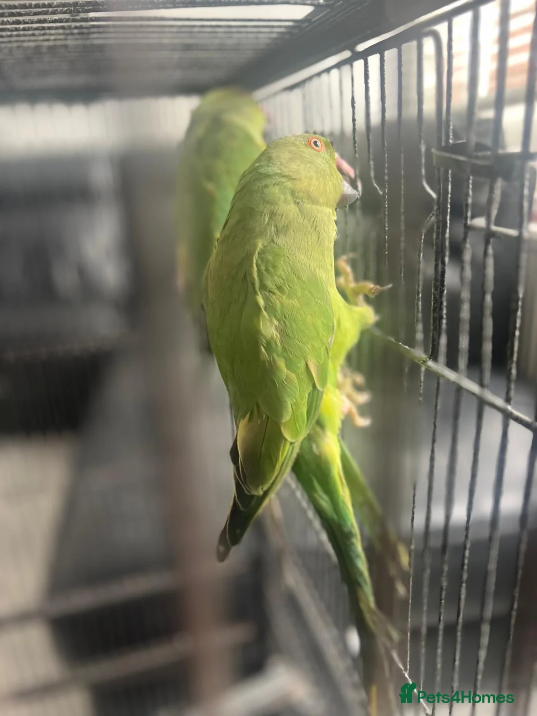 Parrots birds for sale: Indian Ringneck Parrots Pair - Advert 5