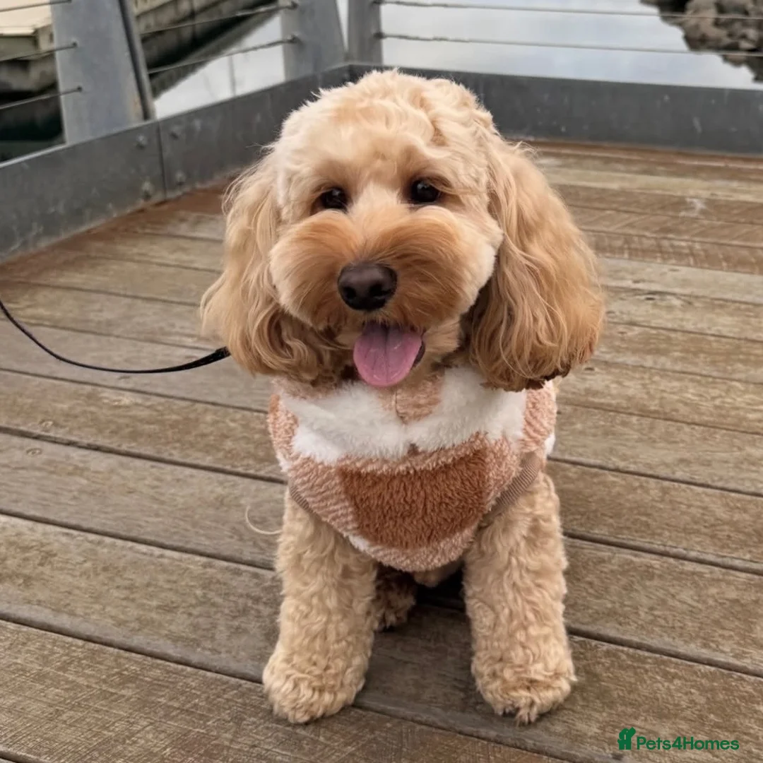 Mixed Breed dogs for sale: Henry in London - Advert 1