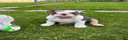 English Bulldog dogs for sale: English bulldog puppy  - Advert 4