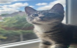 British Shorthair cats for sale: Female British Short Hair Kitten for sale - Image 5