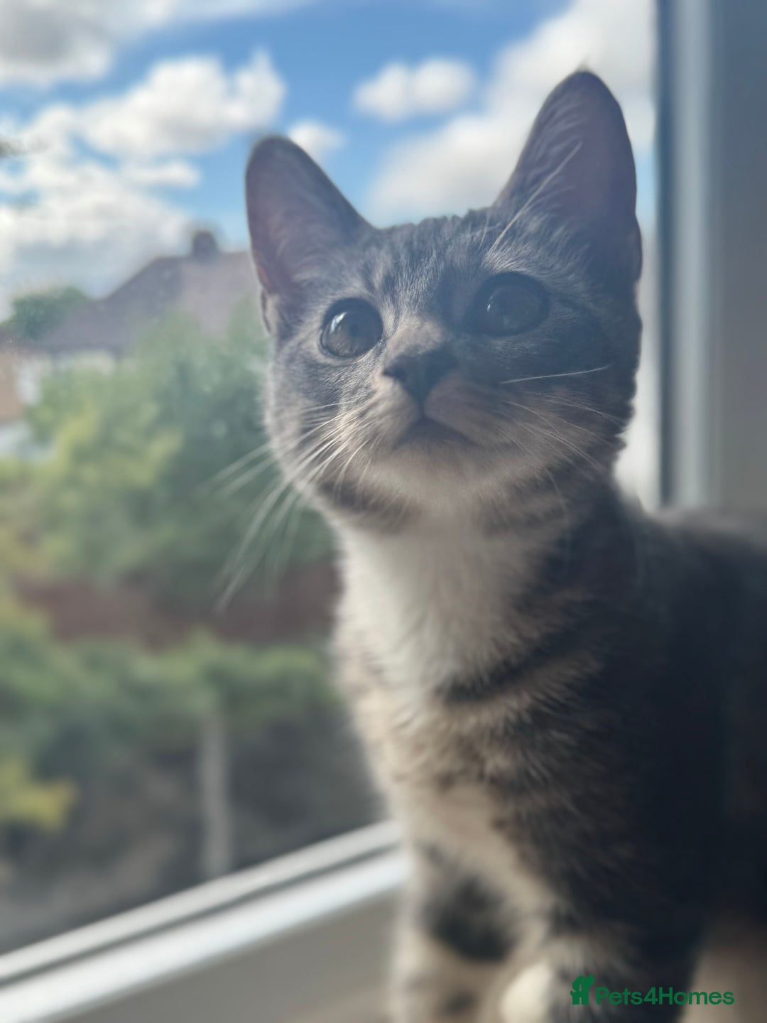 British Shorthair cats for sale: Female British Short Hair Kitten for sale - Image 5