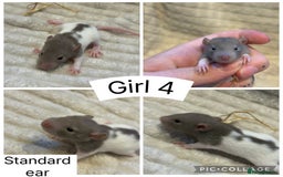 Rat rodents for sale: Baby rats (males and females) - Image 7