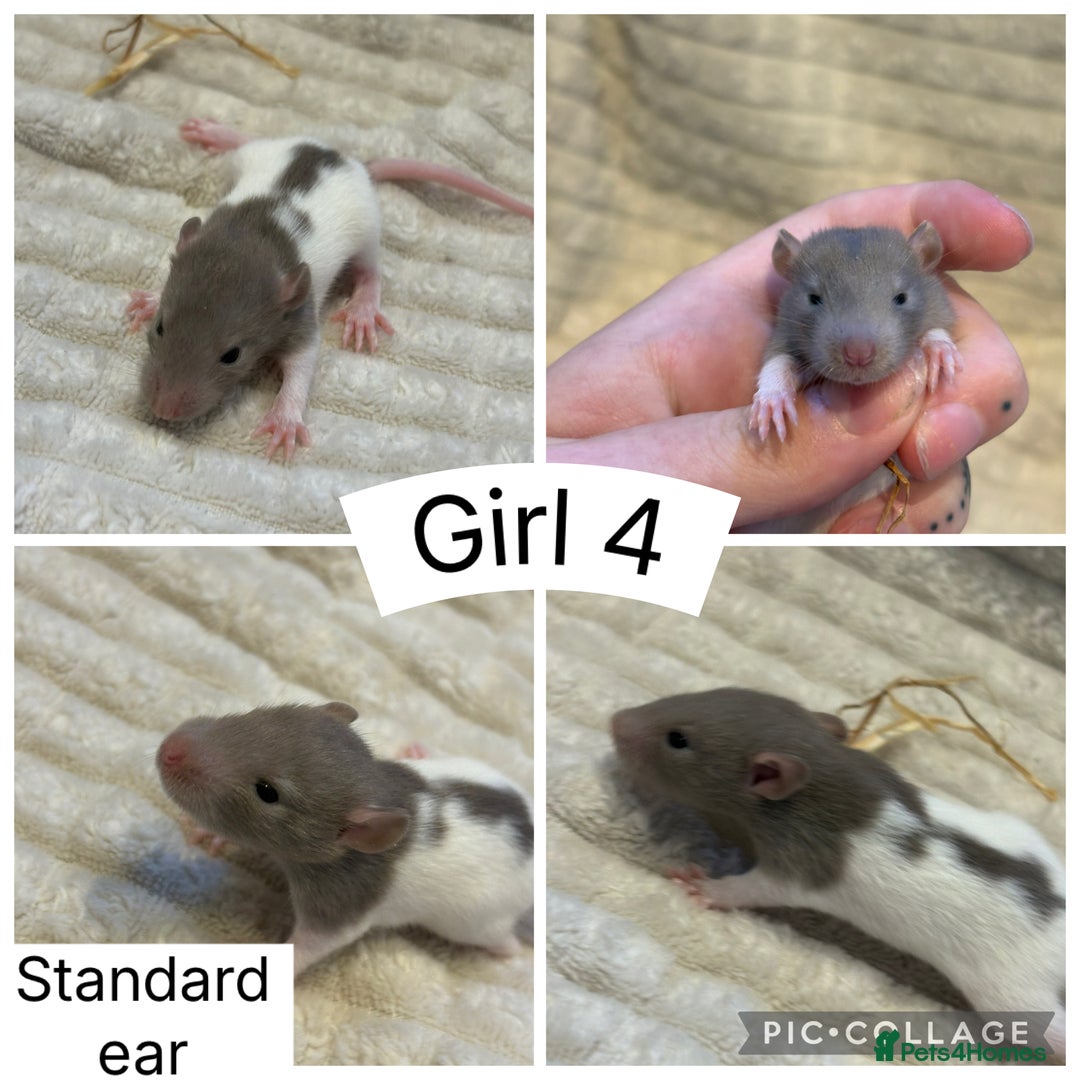 Rat rodents for sale: Baby rats (males and females) - Image 7