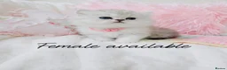 Persian cats for sale: Persian kittens - Advert 3