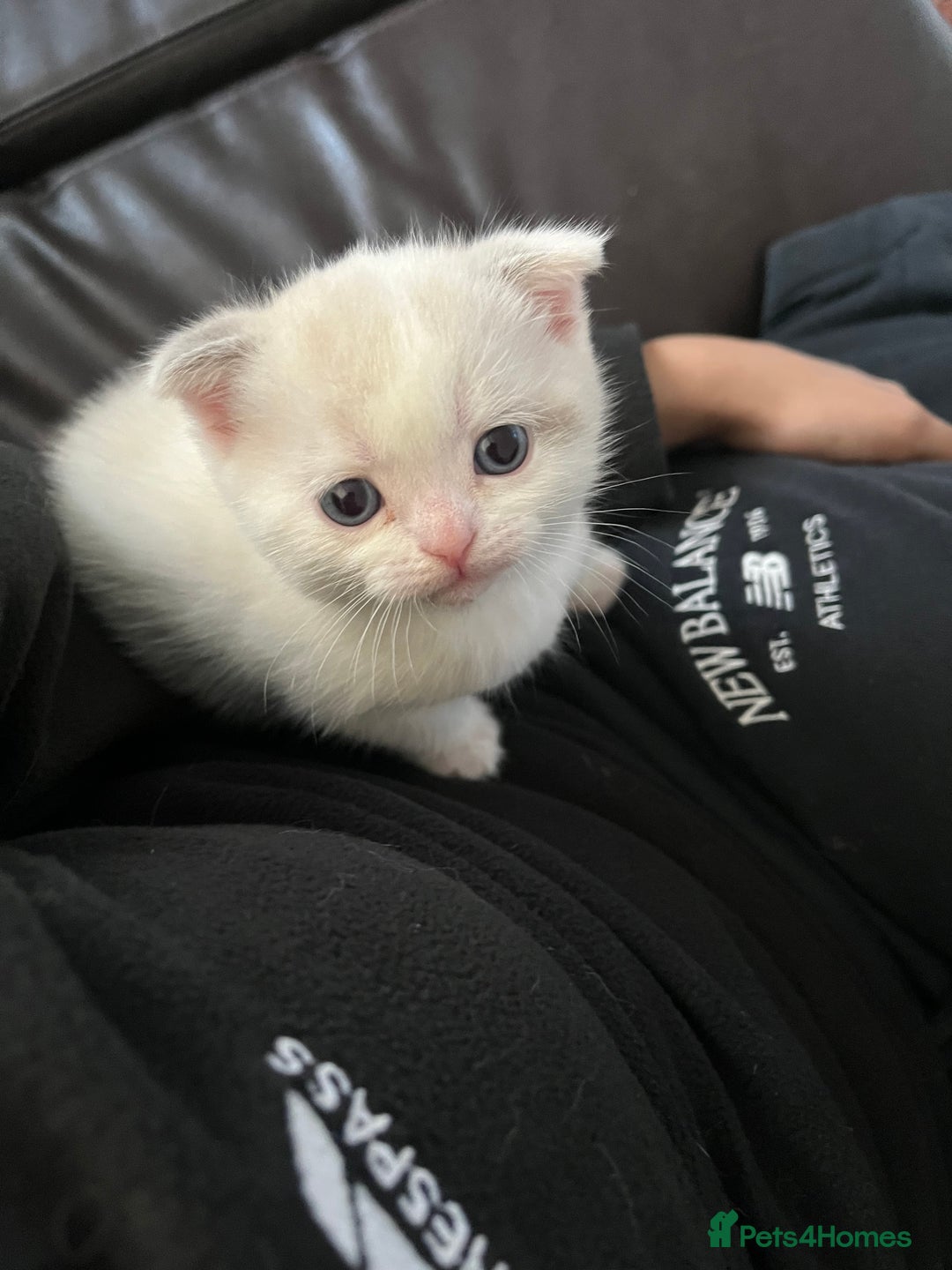 Scottish Fold cats for sale: Two beautiful floppy ear kittens for sale - Advert 12
