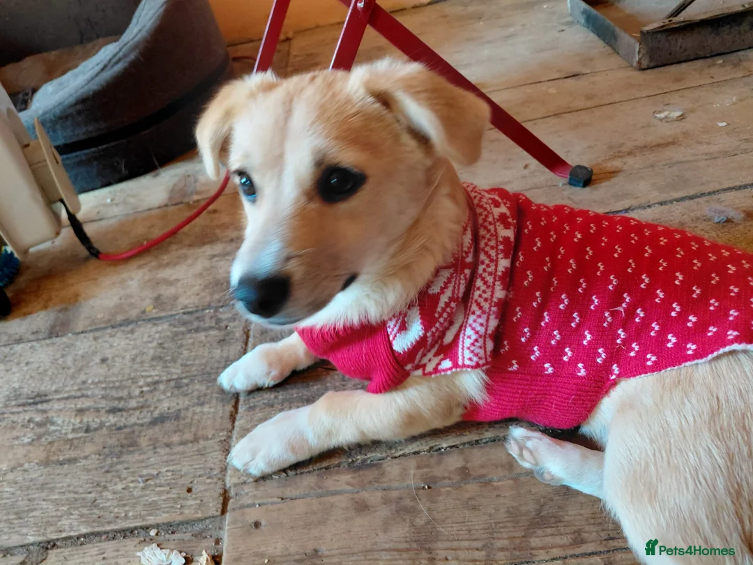 Mixed Breed dogs for adoption: 🌸Little HARA🌸- gentle, grateful and full of love - Advert 4