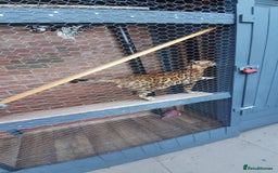 Bengal cats for stud: Stunning Male Bengal Stud 🌟TICA REGISTERED🌟 in Wolverhampton - Image 5