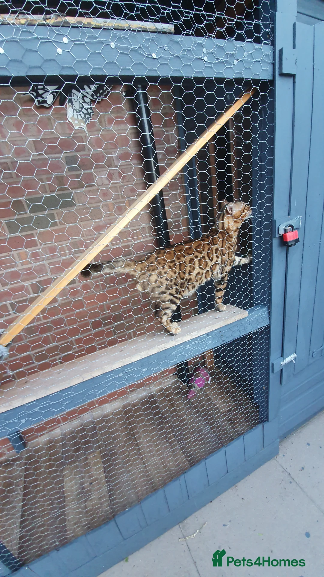 Bengal cats for stud: Stunning Male Bengal Stud 🌟TICA REGISTERED🌟 in Wolverhampton - Advert 5