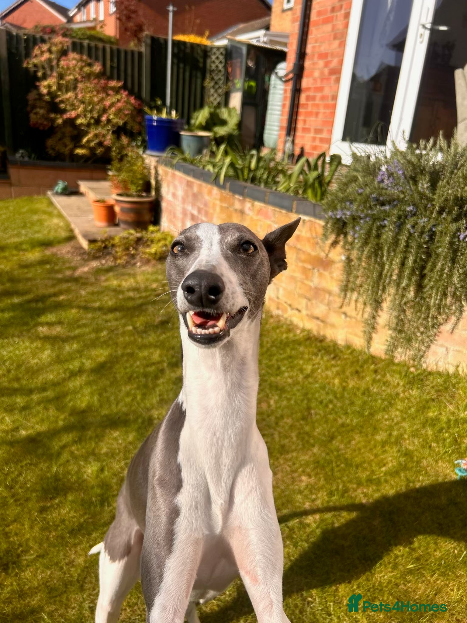 Whippet dogs Whippet being rehomed  - Advert 2