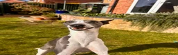 Whippet dogs for sale: Whippet being rehomed  - Advert 1