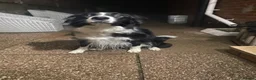 Border Collie dogs for sale: Maggie in Stoke-on-Trent - Advert 4