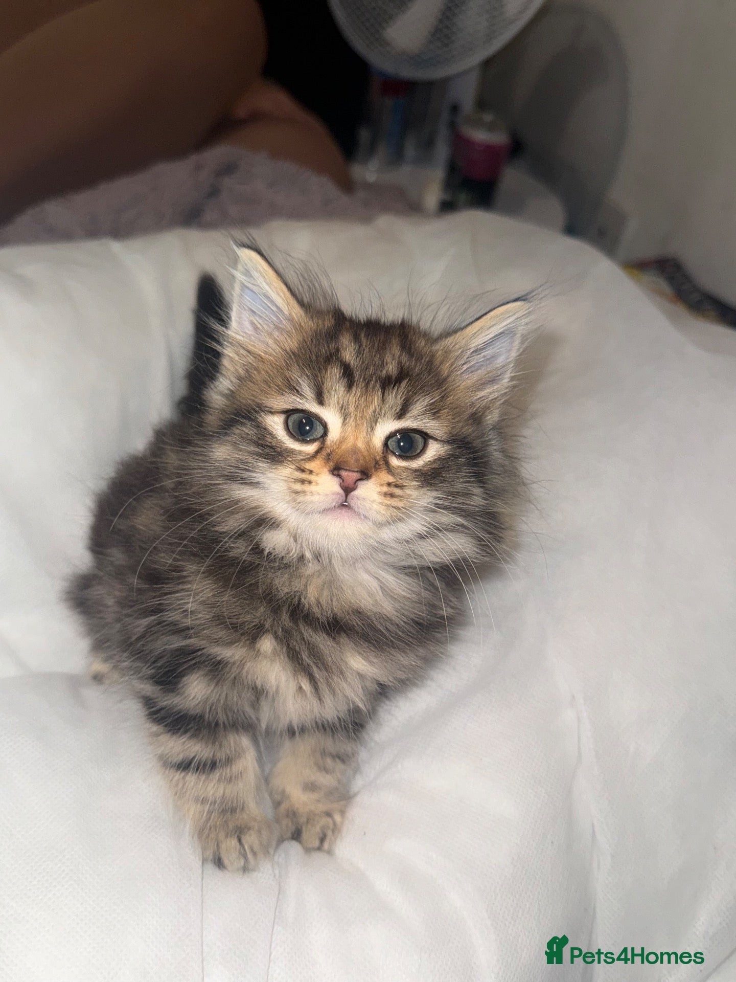 Mixed Breed cats for sale: Fluffy kittens - Advert 5