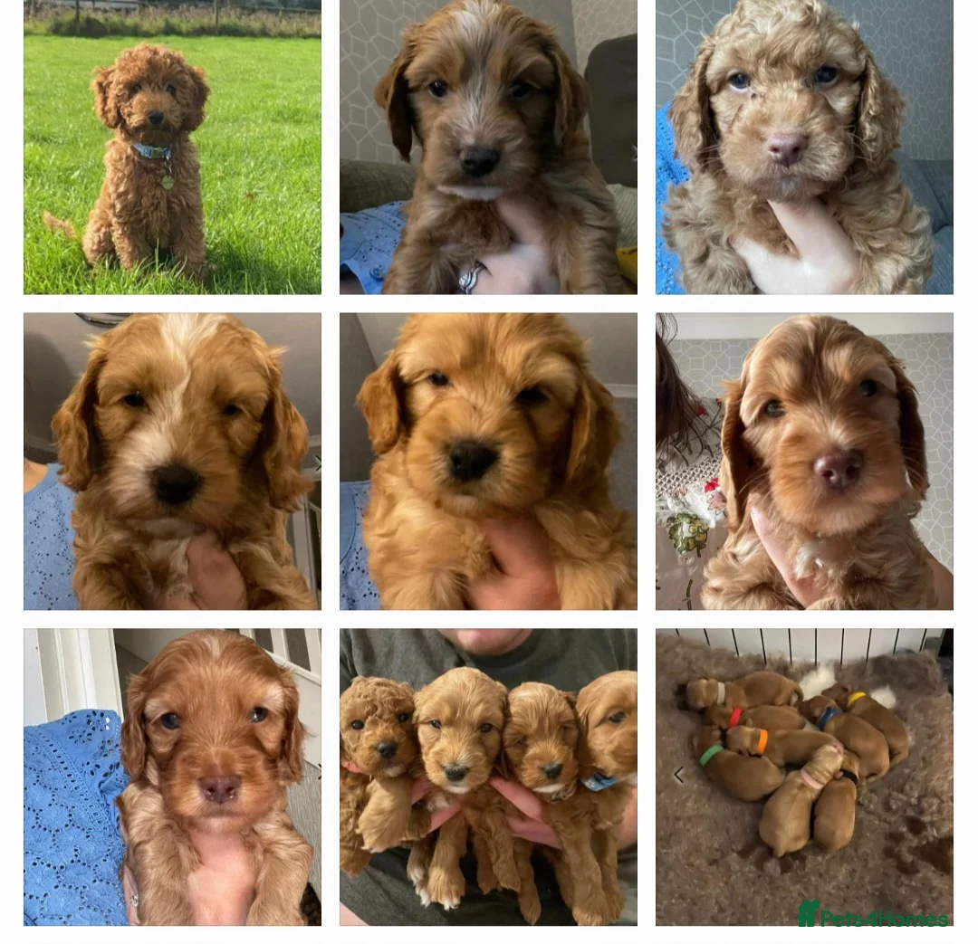 Cockapoo dogs for stud: F1 cocapoo well Proven extensively health tested in Bromley - Advert 24