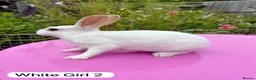 Rex rabbits for sale: Mini Rex Rabbits Mixed Colours Very Friendly  - Advert 7