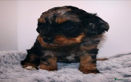 Cavapoo dogs for sale: Extensively Health tested Rare F1 Cavapoos - Image 10